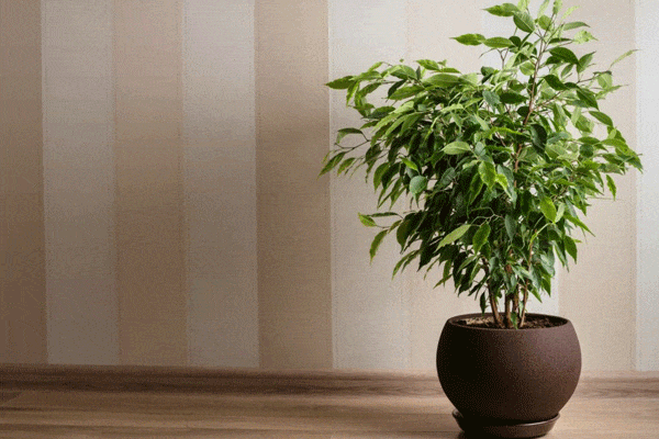 درختچه بنجامین